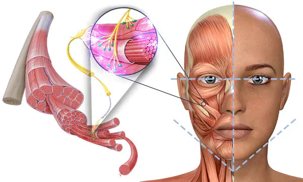 GFOUK™ EMSculpt Schlafendes V-Gesicht Schönheitsgerät